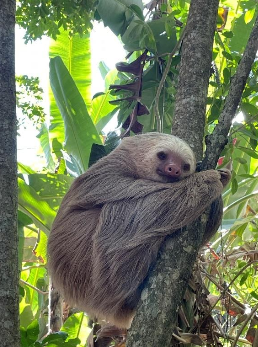 Fauna Costa Rica